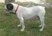 Brack's Trina (WEB)