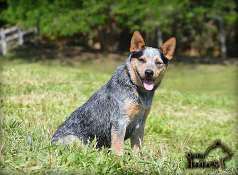 QUALITY HEELER'S LARA CROFT