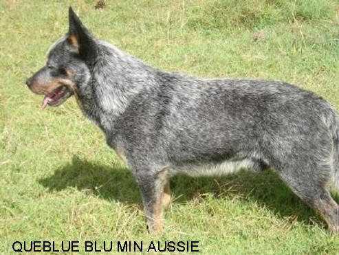 QUEBLUE BLUE MIN AUSSIE
