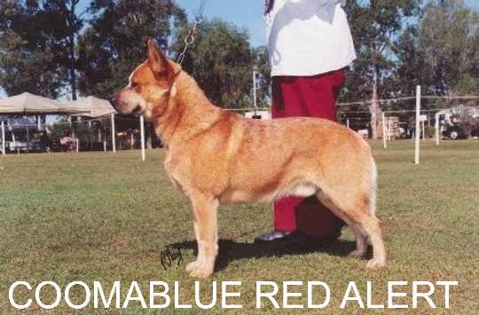COOMABLUE RED ALERT