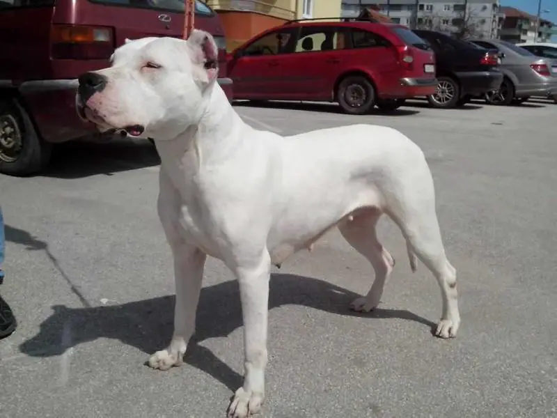 Ada