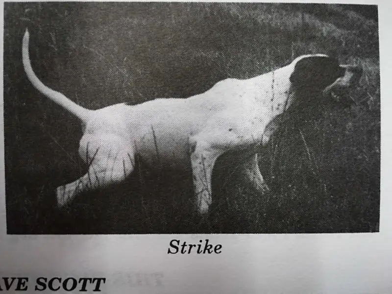 ELHEW STRIKE