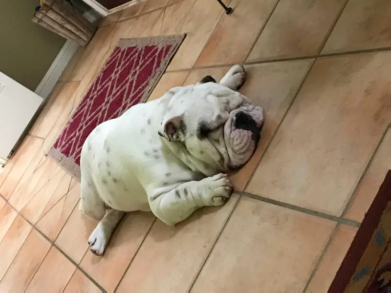 Briones Odie VII