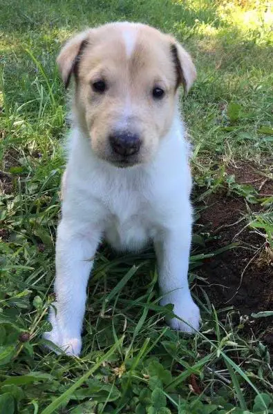 Dixie