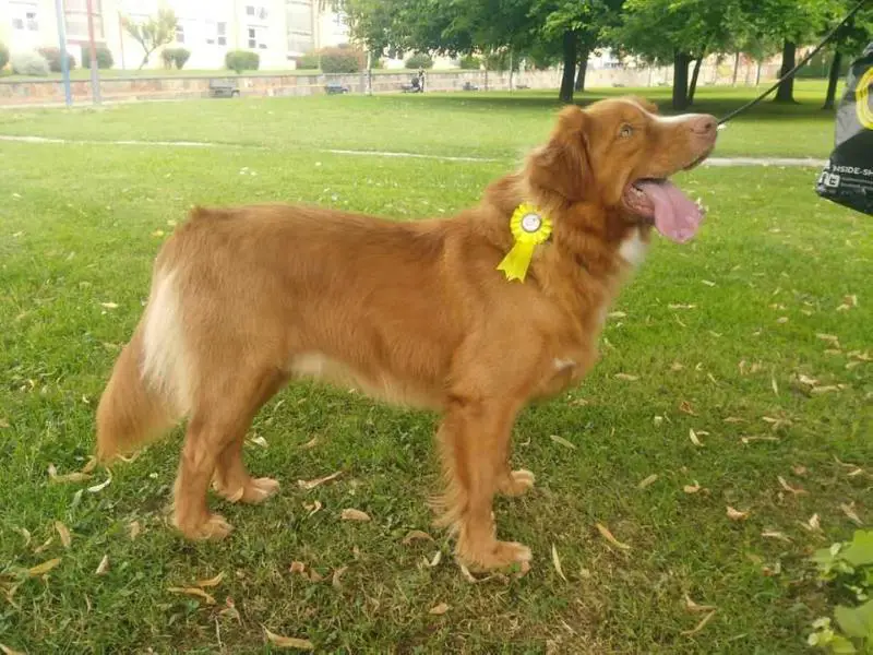 Canis Amicus Kiko