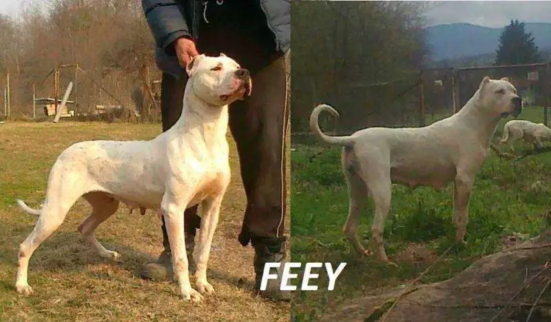 FEEY