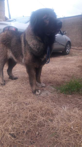 PRINCESS Of TOP DOGS Kennel