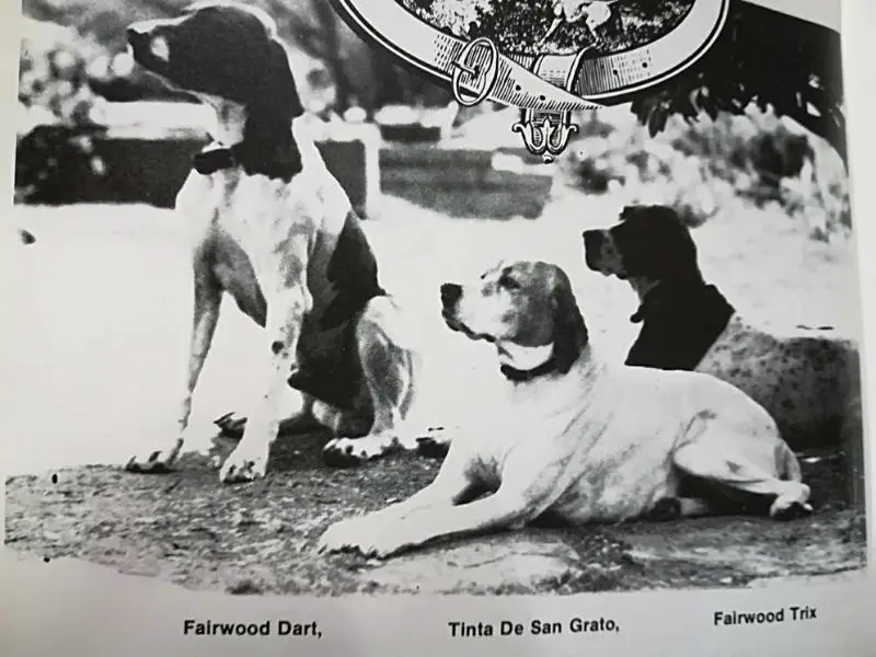 TINTA VOLA DI SAN GRATO   (IMPORT)