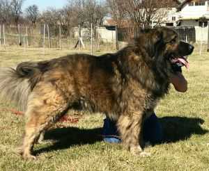 Ares De Rusna (ROU)
