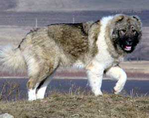 Urga Daur Don (UKR)