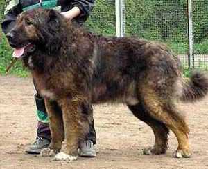 Orso Daur Don
