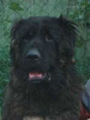 Sherhan