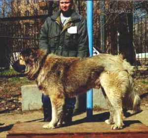 Azart Garmi