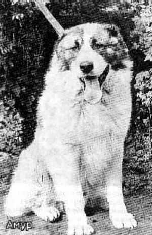 Amur