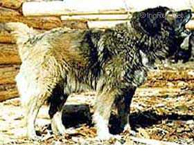 Huliganka