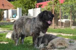 Beatrice 2 It Galdon (RUS)