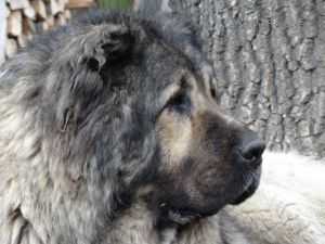 Xsandocan Canisa De Marcus (ROU)