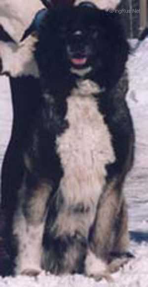 Banfi Gardo
