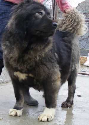 RUSSKII RISK AMIRA (RUS)