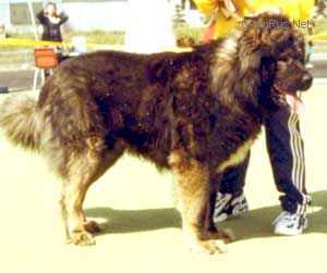 Odin Bek
