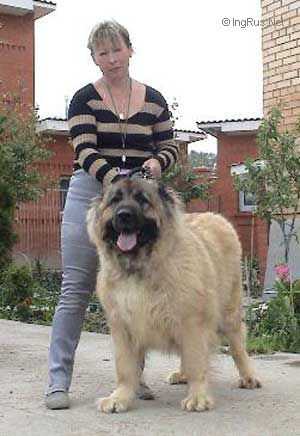 Lavina