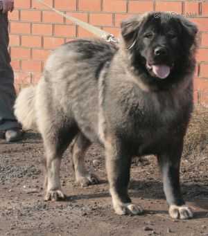 DIKAYA STAYA VALYUTA (RUS)