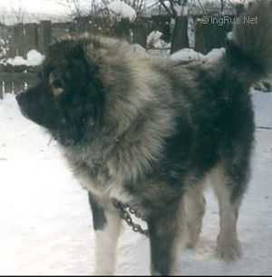 A-Samson