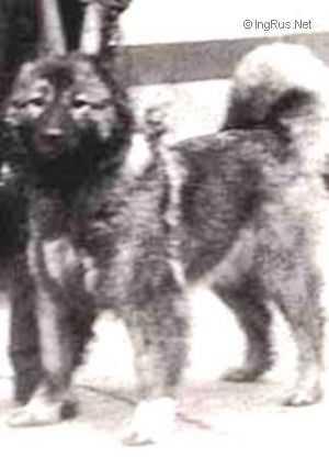 Zuhra