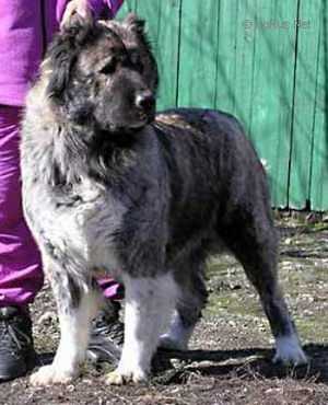Asha