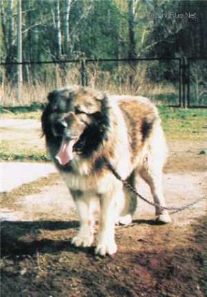 VAHSH (GORSKII)