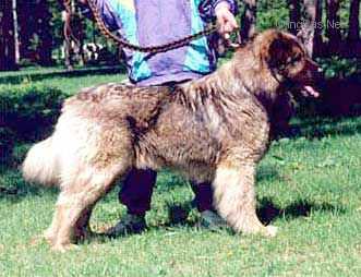 TAGOR (POHILCHENKO)