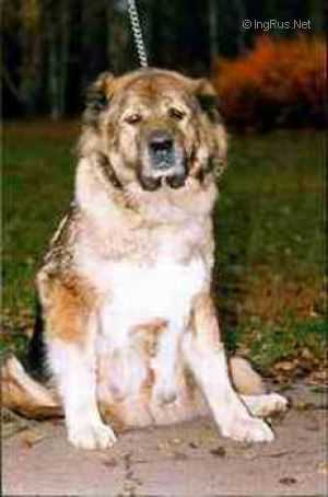 ARDEBIL (CHEKOVA)