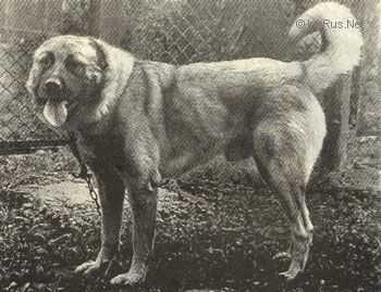 DATO (KOSTYUKOV)