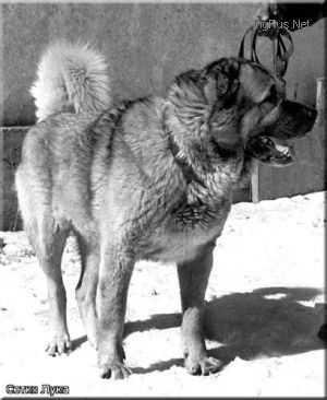 SETKH LUKA
