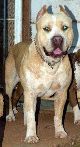 NEVADAS REDNECK ROMEO