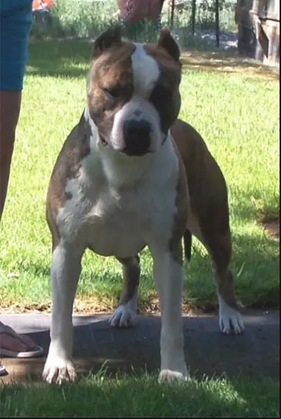 NEVADA'S STAR SPANGLED SPANKY