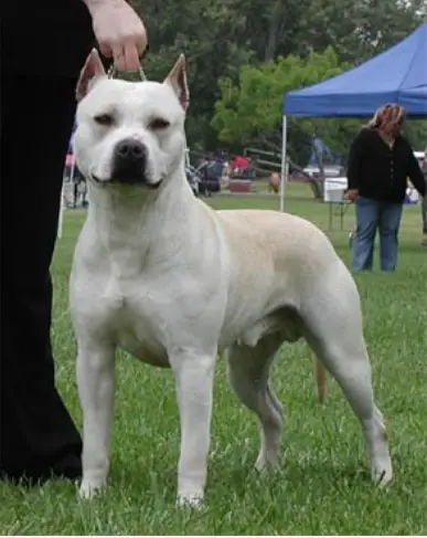 CALDERONS RAVENLOFT LIL RASCAL