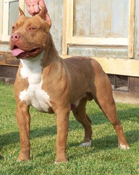 NEVADA LARUMS TOMMYGUN TUCKER