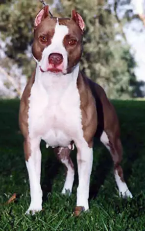 LARUMS ROSE RED OF BACKWOODS