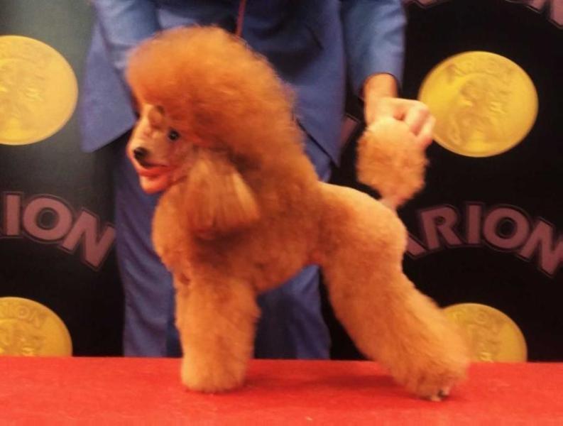 Kram de Alderrabel Amazing Gilda