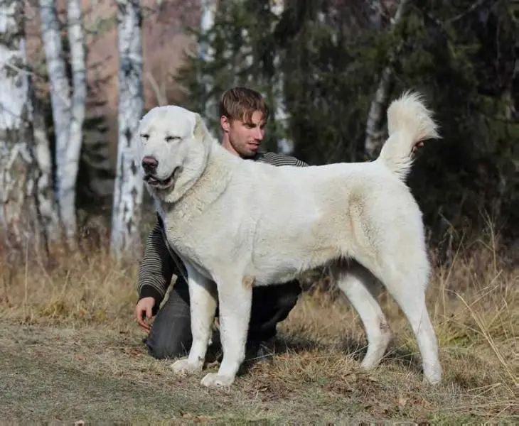 СМ Бай Tsarevina