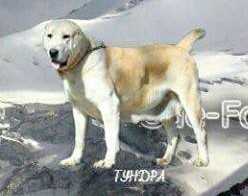 Tundra