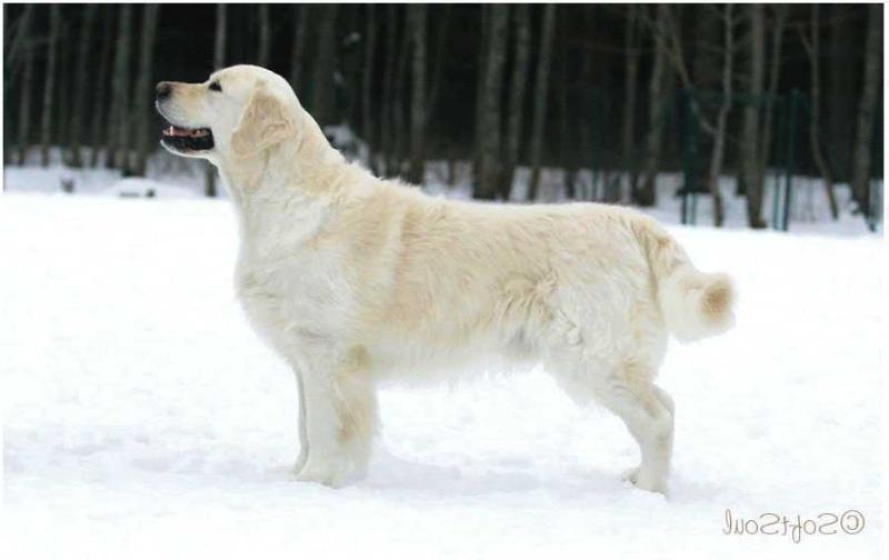 Skylinedog St. Castor