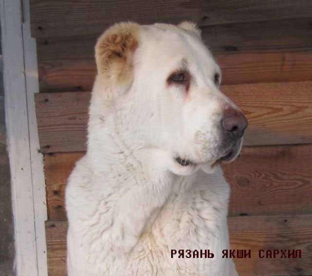 ryazan yakshi sarhil