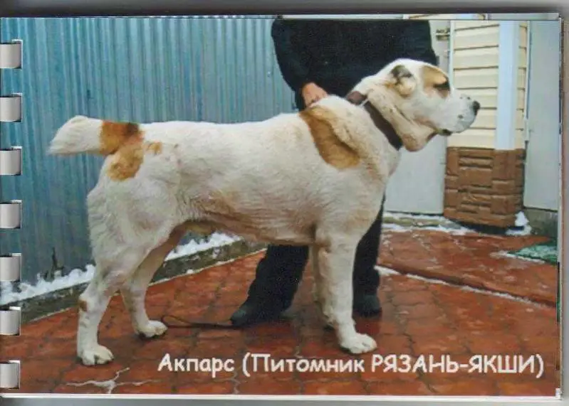 Ryazan Yakshi Akpars