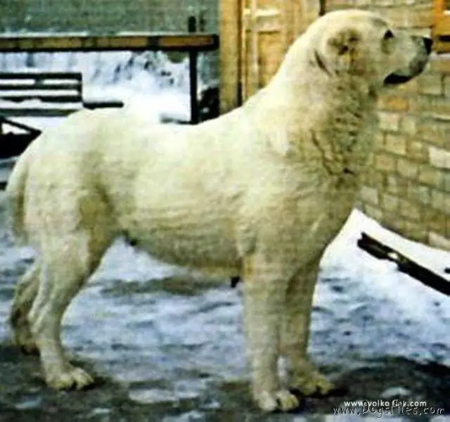Ak Gul Frolov