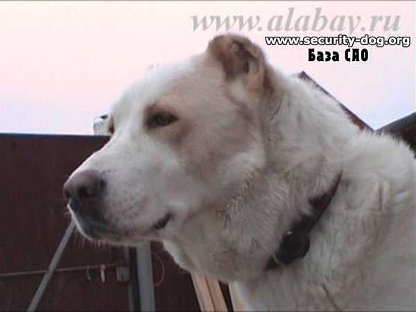 turkmen kala zemfira