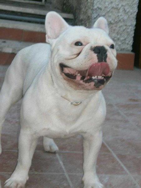 HOMER JUNIOR