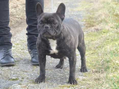 Doggy dog Calamity Jane