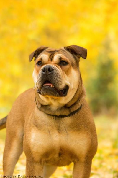 Ideal Dogs GIV Imagination Dream